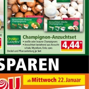 Champignons bei Norma