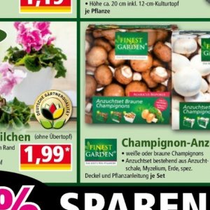 Champignons bei Norma