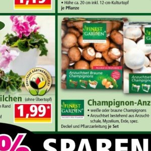 Champignons bei Norma