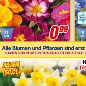 Pflanzen bei Centershop