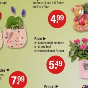 Rose bei V-Markt