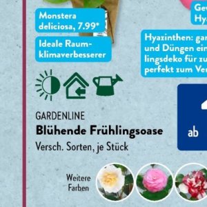 Gartengarnituren bei Aldi SÜD