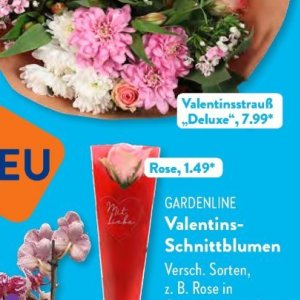 Rose bei Aldi SÜD