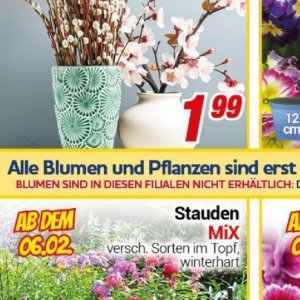 Pflanzen bei Centershop