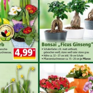 Bonsai bei Norma