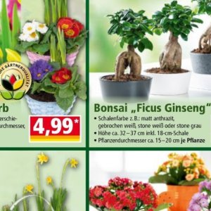 Bonsai bei Norma