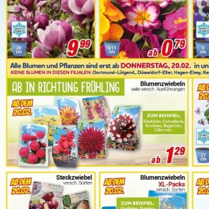 Pflanzen bei Centershop