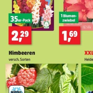 Himbeeren bei Thomas Philipps