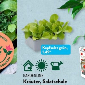 Kopfsalat bei Aldi SÜD