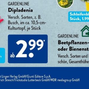   bei Aldi SÜD