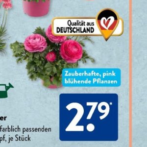 Pflanzen bei Aldi SÜD