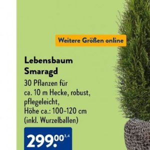 Pflanzen bei Aldi SÜD