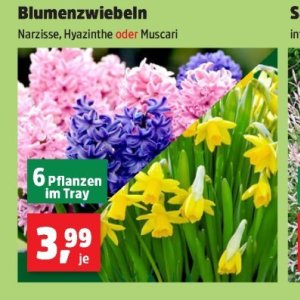 Pflanzen bei Thomas Philipps