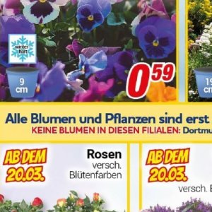Pflanzen bei Centershop
