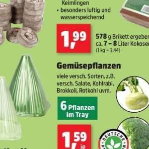 Salate bei Thomas Philipps