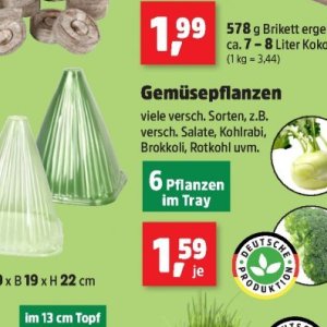 Pflanzen bei Thomas Philipps