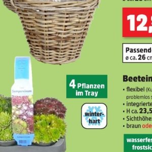 Pflanzen bei Thomas Philipps