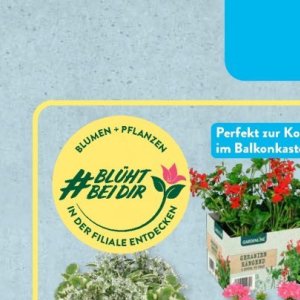 Pflanzen bei Aldi SÜD