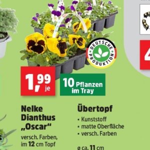 Pflanzen bei Thomas Philipps