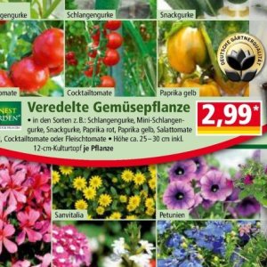 Paprika bei Norma