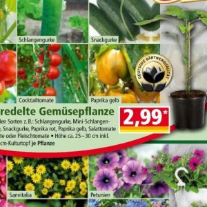 Paprika bei Norma