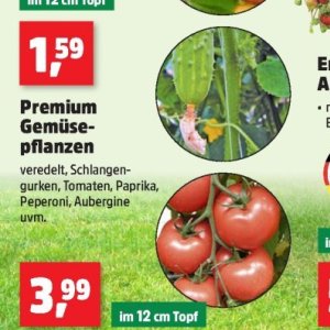 Tomaten bei Thomas Philipps