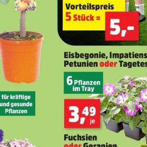 Pflanzen bei Thomas Philipps