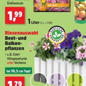Pflanzen bei Thomas Philipps