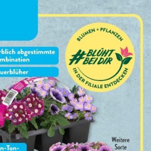 Pflanzen bei Aldi SÜD