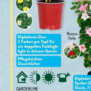 Garten bei Aldi SÜD