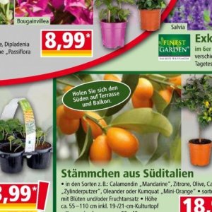 Balkon bei Norma