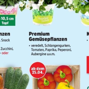 Paprika bei Thomas Philipps