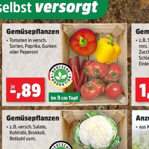 Gurken bei Thomas Philipps