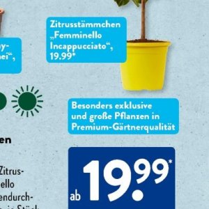 Pflanzen bei Aldi SÜD