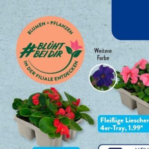 Pflanzen bei Aldi SÜD