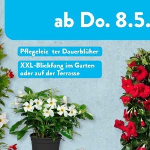 Garten bei Aldi SÜD