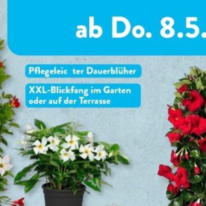 Garten bei Aldi SÜD