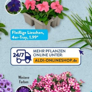 Pflanzen bei Aldi SÜD