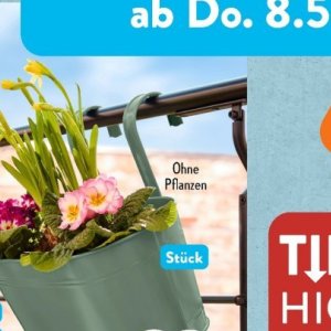 Pflanzen bei Aldi SÜD