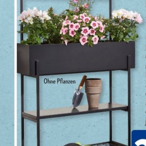 Pflanzen bei Aldi SÜD