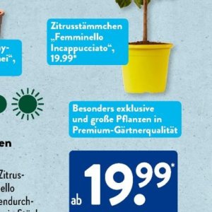 Pflanzen bei Aldi SÜD