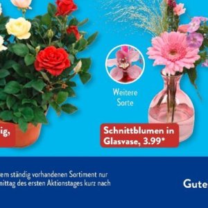 Schnittblumen bei Aldi SÜD