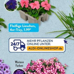 Pflanzen bei Aldi SÜD