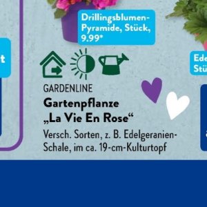 Rose bei Aldi SÜD