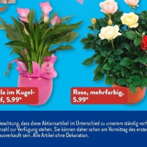 Rose bei Aldi SÜD