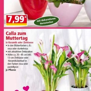 Keramik bei Norma