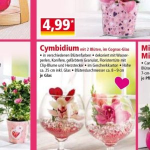 Glas bei Norma