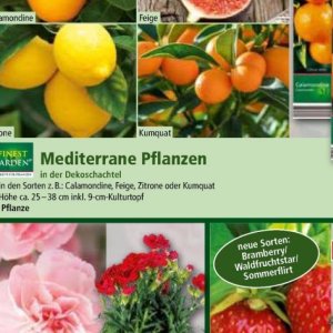 Pflanzen bei Norma