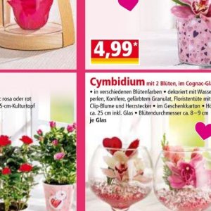 Perlen bei Norma