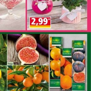 Gardinen bei Norma
